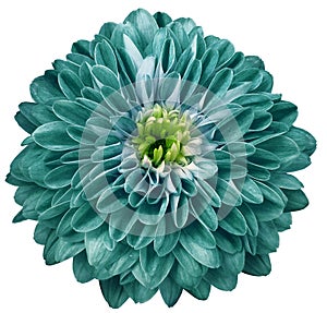 chrysanthemum flower bright turquoise. Flower isolated on a white background. No shadows with clipping path. Close-up.