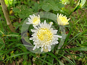 chrysanthemum flower or Chrysanthemum morifolium Ramat