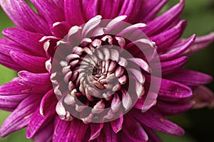 Chrysanthemum flower