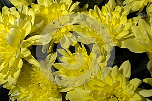 Chrysanthemum flower close up macro