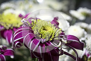Chrysanthemum flower close up macro