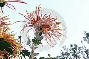 Chrysanthemum flower