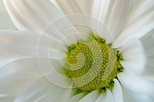 Chrysanthemum flower. Closeup of white chrysanthemum. Floral natural background