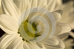 Chrysanthemum flower. Closeup of white chrysanthemum. Floral natural background