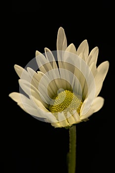 Chrysanthemum flower. Closeup of white chrysanthemum. Floral natural background