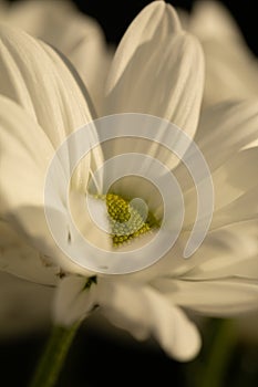 Chrysanthemum flower. Closeup of white chrysanthemum. Floral natural background