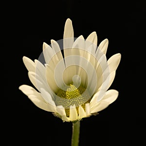 Chrysanthemum flower. Closeup of white chrysanthemum. Floral natural background