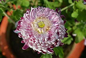 Chrysanthemum flower exhibition in Bhopal