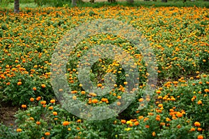 Chrysanthemum flower field.fresh tropical backgrounds.