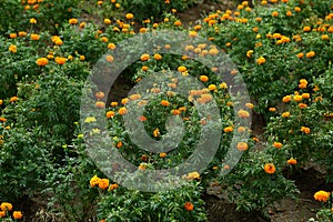 Chrysanthemum flower field.fresh tropical backgrounds.