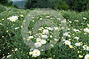 Chrysanthemum flower filed.