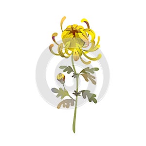 Chrysanthemum flower. Floral design. Yellow chrysanthemum illustration