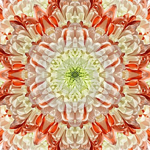 Chrysanthemum flower in the form of a kaleidoscope