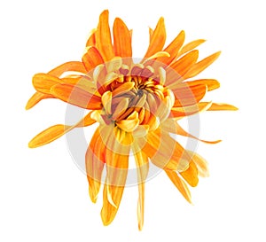 Chrysanthemum flower photo