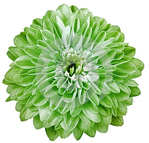 chrysanthemum flower green isolated on a white background. No shadows with clipping path. Close-up.