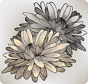 Chrysanthemum flower, hand-drawing. Vector illustr photo
