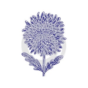 Chrysanthemum flower. Hand drawn floral illustration. Pen or marker sketch. Vector hand drawn design print. Natural