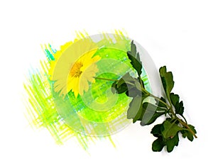 Chrysanthemum flower and hand painted yellow and green watercolor blot spot isolated on white background. Design element