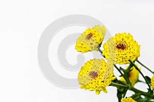Chrysanthemum flower isolated
