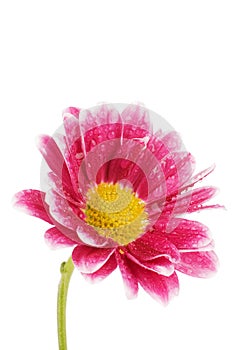 Chrysanthemum flower isolated on white