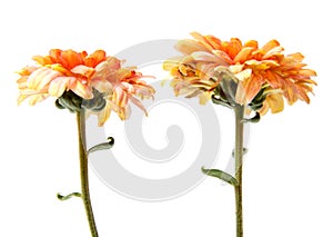 Chrysanthemum flower on a long stem on a white background is insulated...