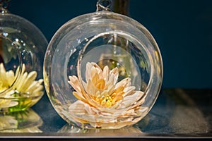 Chrysanthemum flower lying in a transparent glass flask. Decorative design. Selective focus. Close up.