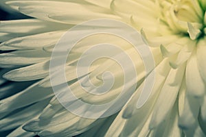 Chrysanthemum flower macro. floral texture