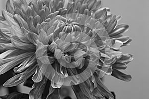 Chrysanthemum flower macro texture. black and white