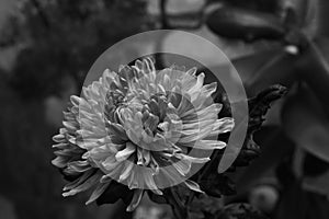 Chrysanthemum flower macro texture. black and white