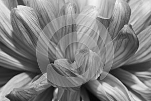 Chrysanthemum flower macro texture. black and white