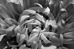 Chrysanthemum flower macro texture. black and white