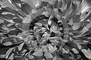 Chrysanthemum flower macro texture black and white