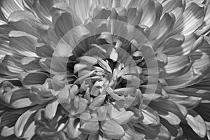 Chrysanthemum flower macro texture black and white