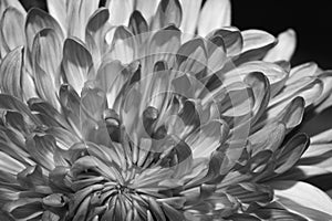 Chrysanthemum flower macro texture black and white