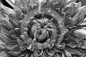 Chrysanthemum flower macro texture black and white