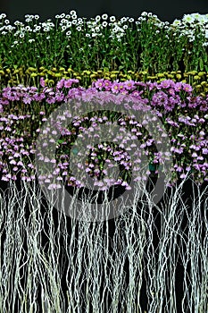 Chrysanthemum flower parterre photo