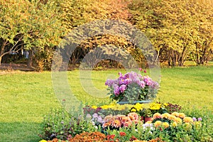 Chrysanthemum flower parterre photo