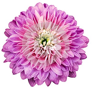 chrysanthemum flower pink. Flower isolated on a white background. No shadows with clipping path. Close-up. Nature