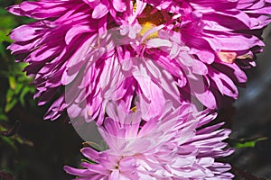 Chrysanthemum flower with pink petals close up