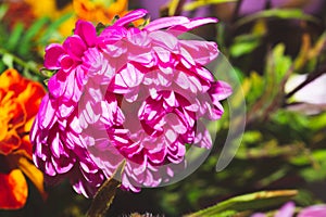 Chrysanthemum flower with pink petals close up