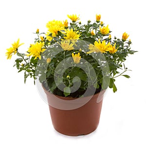 Chrysanthemum flower potted flowers