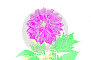 Chrysanthemum flower, purple bud, green stalk and leaves. Isolate on white background