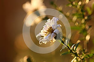 Chrysanthemum flower in the rays of the setting sun.