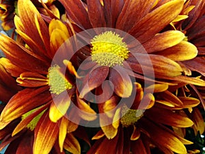 Chrysanthemum flower - Red and yellow photo