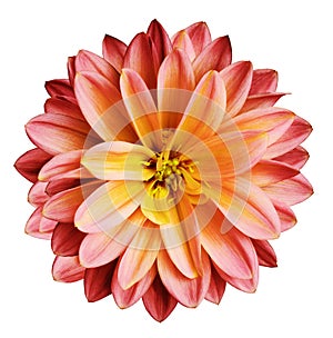 Chrysanthemum flower red-yellow on a white isolated background with clipping path no shadows. Closeup. For design.