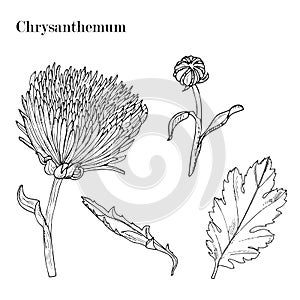 Chrysanthemum flower, sketch isolated