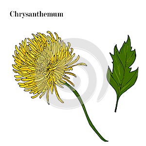 Chrysanthemum flower, sketch isolated