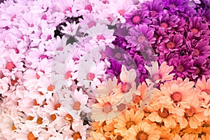 Chrysanthemum flower is sweet soft style abstract background
