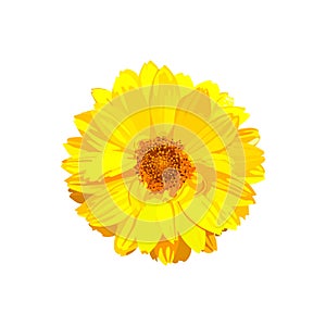 Chrysanthemum flower. Vector floral isolated colorful yellow pla