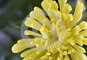 Chrysanthemum Flower after a warm rain